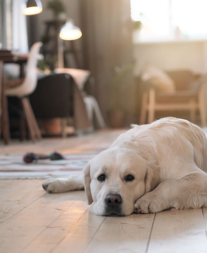 A white dog lying on a wooden floor, looking calm.
