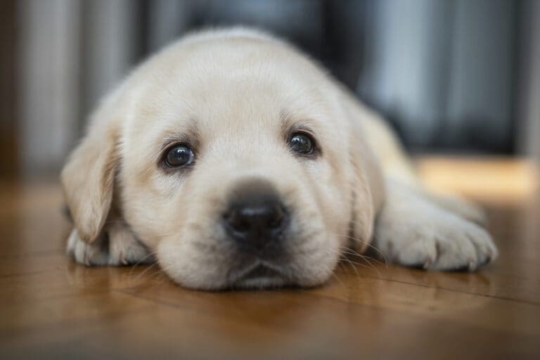 A close-up of a sad-looking Labrador puppy lying on a wooden floor.